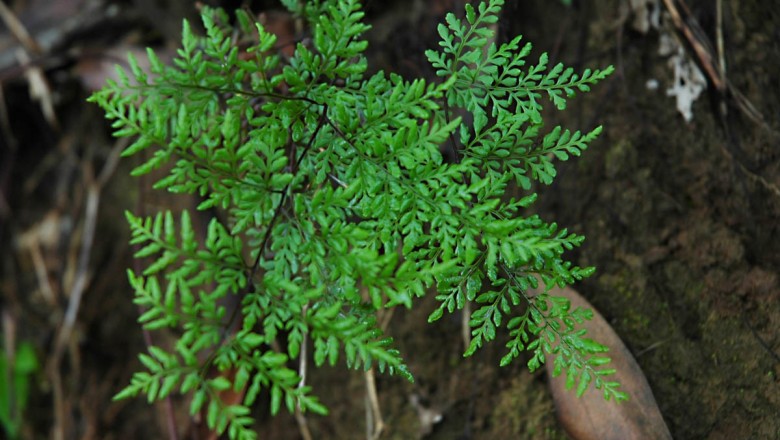 Cây Quạt lông. Cheilanthes tenuifolia - Cây Thuốc Nam Quanh Ta